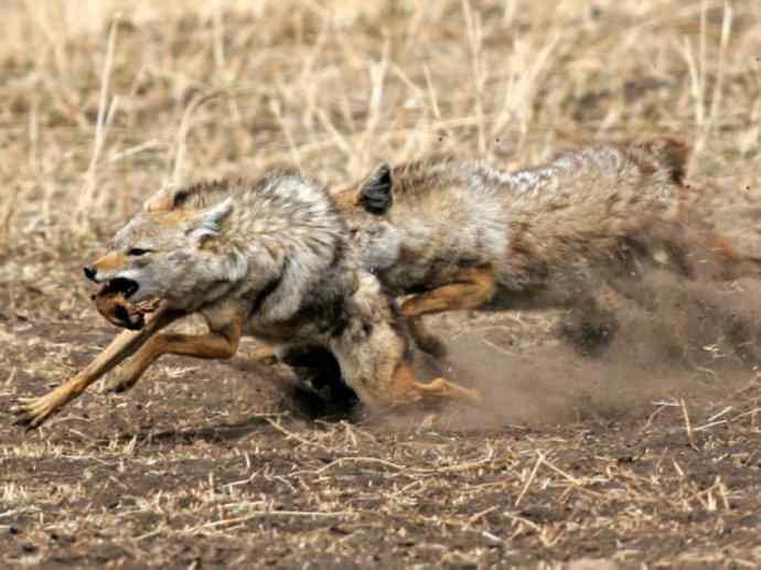 犬科：犬亚科犬属之金豺、黑背豺（胡狼类）