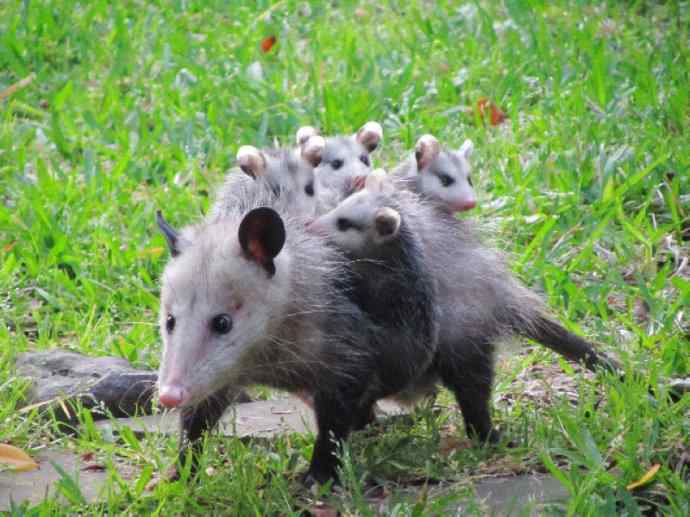 犬科：狐亚科灰狐属之灰狐、岛屿灰狐