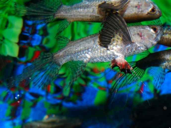 鱼类活化石:齿蝶鱼 鱼类活化石:齿蝶鱼