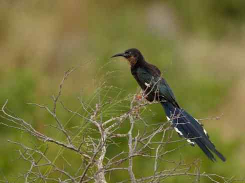 绝色攀禽:戴胜与林戴胜 绝色攀禽:戴胜与林戴胜