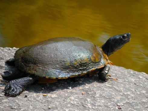 玄武:传说的兽原型探秘(潮龟) 玄武:传说的兽原型探秘(潮龟)