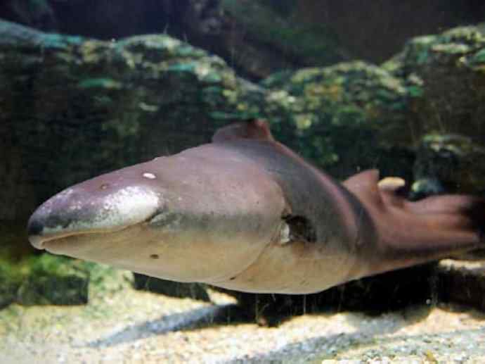 鱼类活化石：裸臀鱼