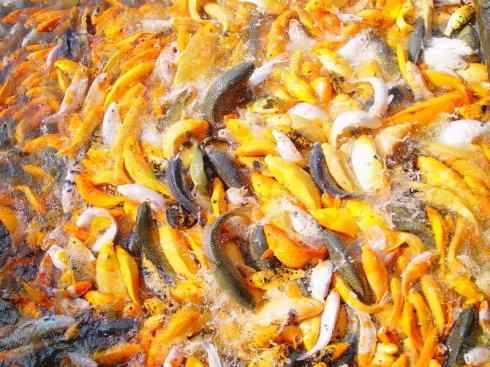 龙：传说的兽原型探秘（鲤鱼）