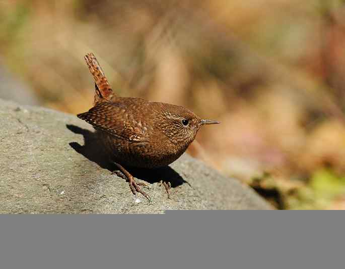 北京植物园&nbsp;wbr路&nbsp;wbr鹪（jiao）鹩（liao）