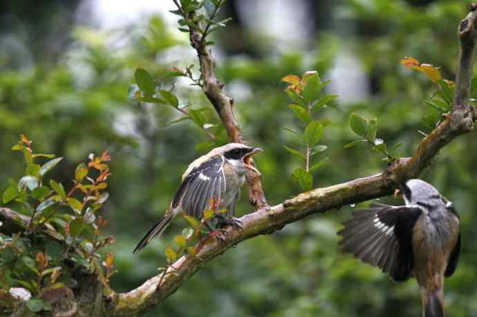 206.小伯劳成长记（2）雨中喂食