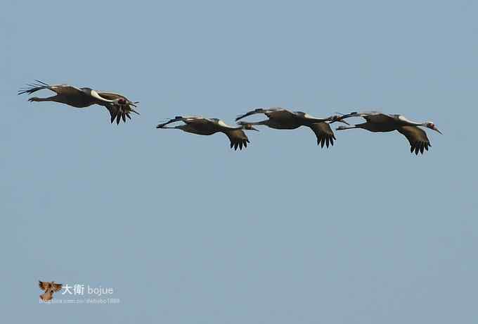野鸭湖：白枕鹤与雁鸭群飞的春天写意