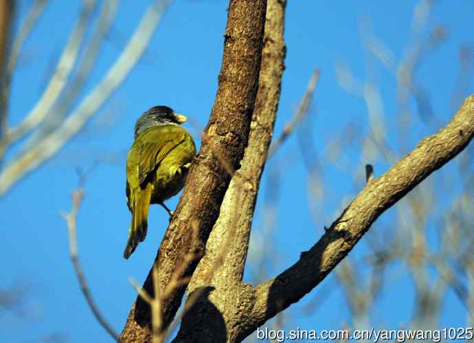 北京植物园的鸟类——领雀嘴鹎（3）