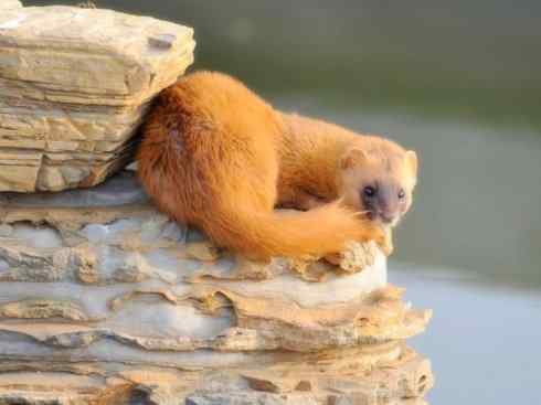 十大喜食蜂蜜动物：黄喉貂