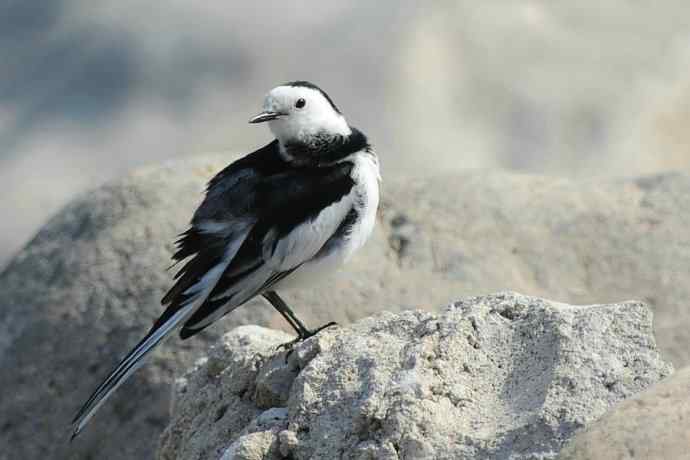 《白河湾的鸭子与十渡的白鹡鸰》