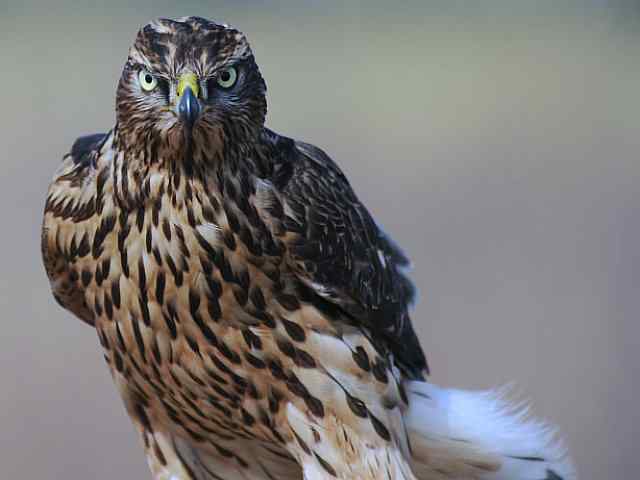 浅水湾观猛零距离