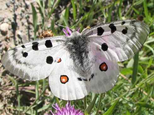 自然奇观：动物大迁徙(帝王蝶）