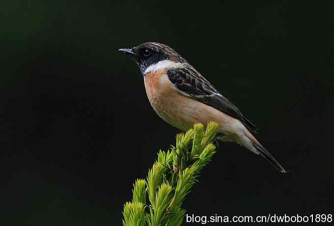 黑喉石鵖很厚道