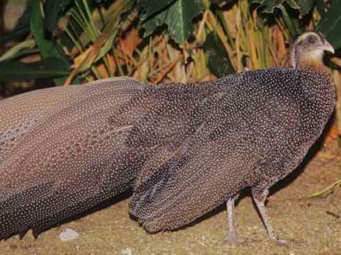 凤凰:传说中的鸟原型探秘(大眼斑雉) 凤凰:传说中的鸟原型探秘(大眼斑雉)