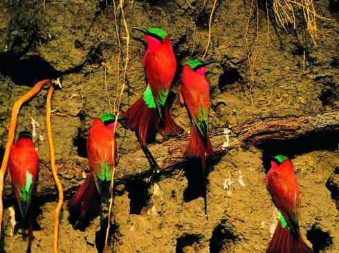 极品红色鸟类:红蜂虎 极品红色鸟类:红蜂虎