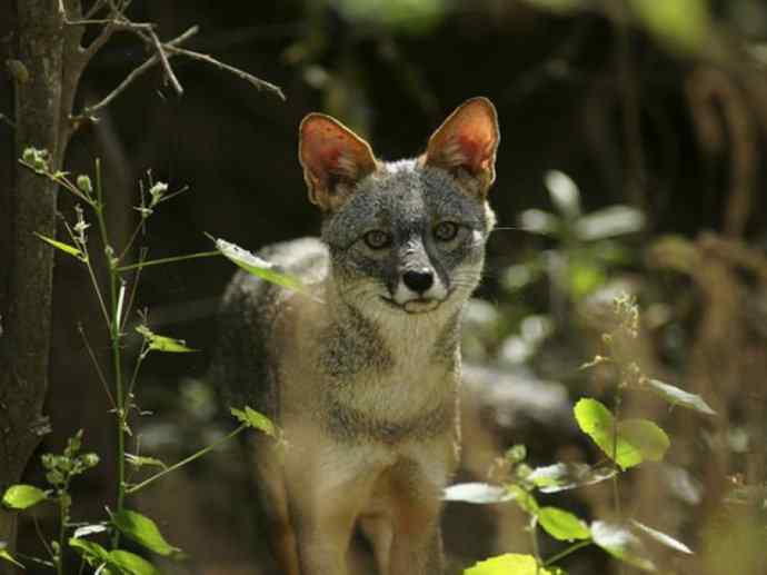 犬科：狐亚科伪狐属之高地狐、河狐、秘鲁狐