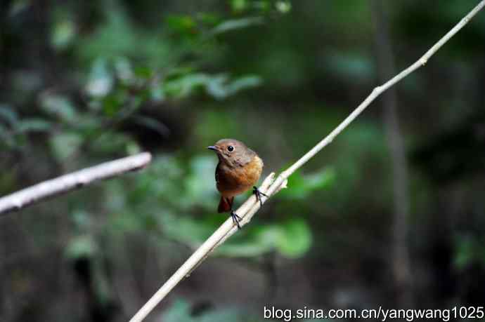 雌性北红尾鸲(2) 雌性北红尾鸲(2)