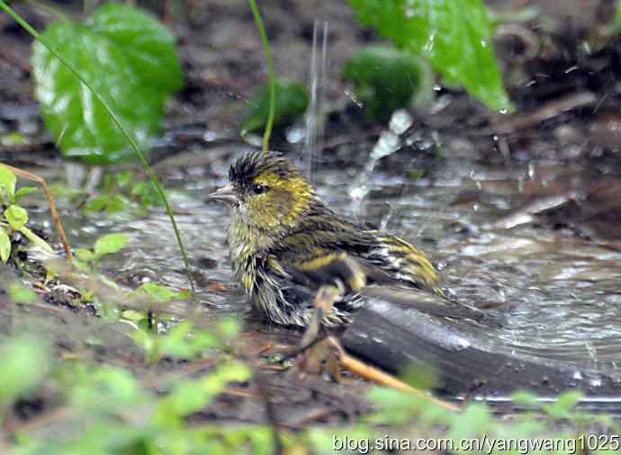 冲凉的小黄雀（2）