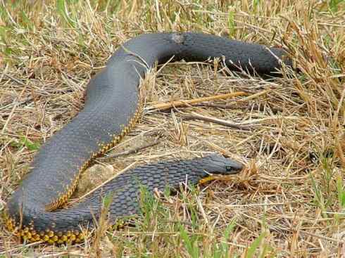 龙：传说的兽原型探秘（澳洲眼睛蛇类）