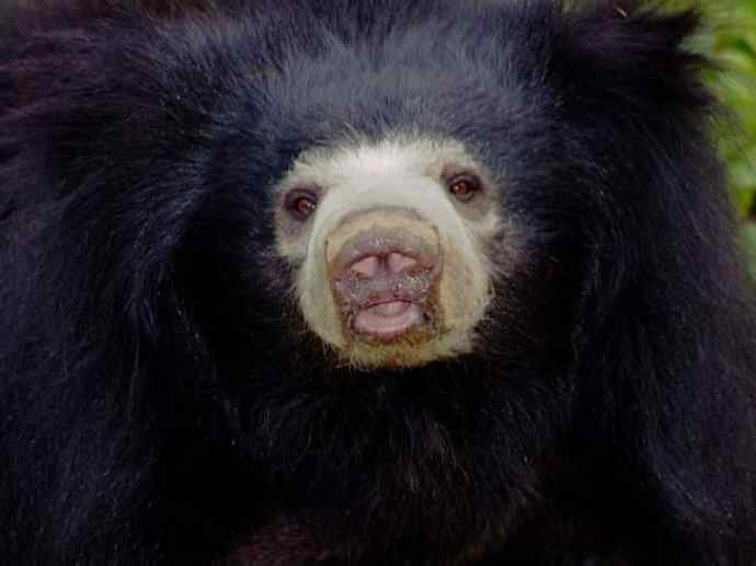 盘点十二大著名食蚁动物：懒熊