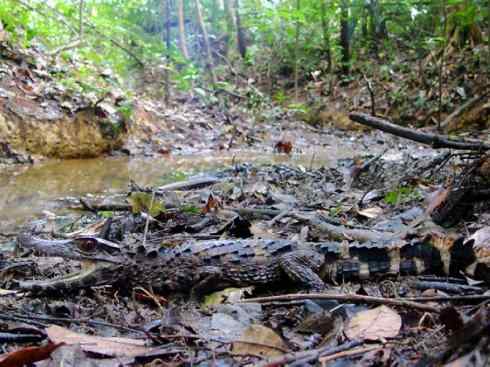 龙:传说的兽原型探秘(短吻鳄类) 龙:传说的兽原型探秘(短吻鳄类)