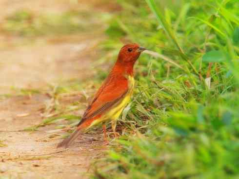 家禽驯化之源之十八（小鹀、栗鹀、禾花雀）