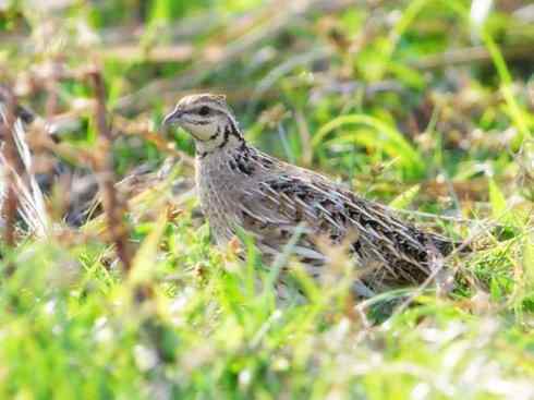 家禽驯化之源之十 家禽驯化之源之十