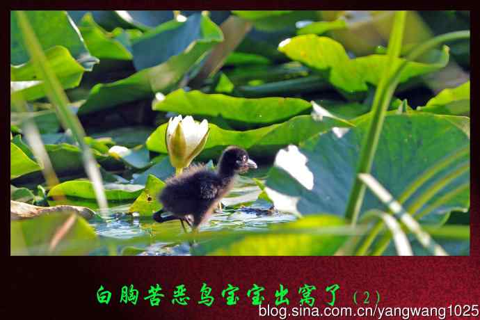 北京龙潭西湖公园的鸟类——白胸苦恶鸟宝宝出窝了（2）