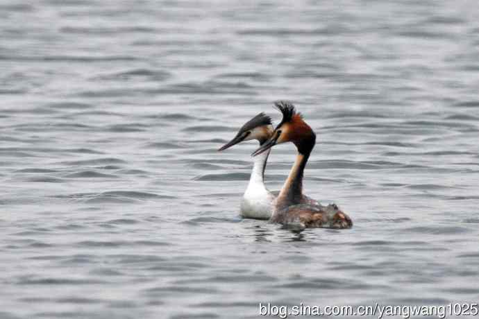 蜜月中的凤头
