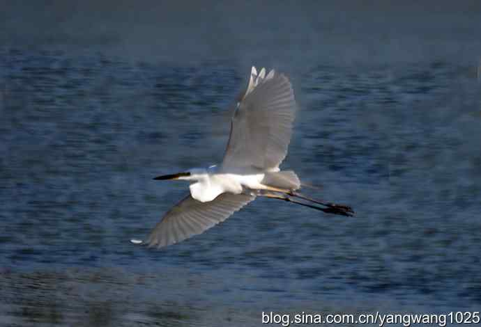 飞（白鹭）1
