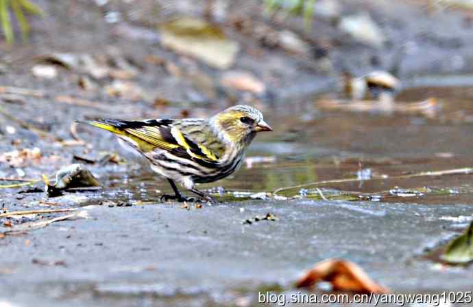 北京动物园的鸟类——黄雀（雌性）
