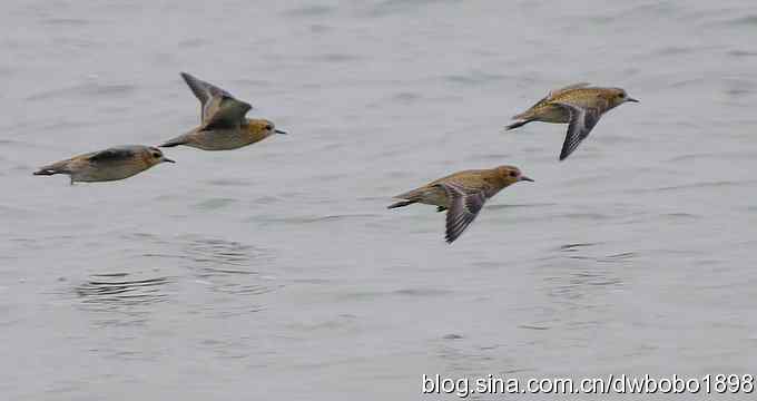 东花园观鸟生境记录
