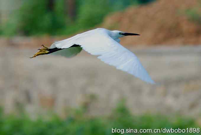 鸟友同游怀沙河 鸟友同游怀沙河