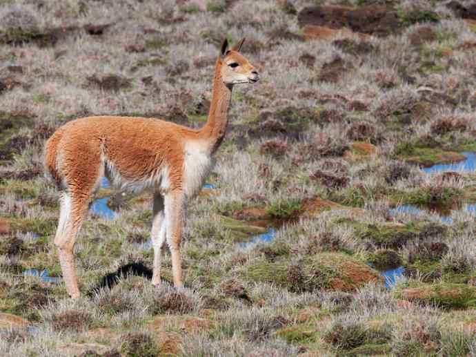 犬科：狐亚科食蟹狐属之食蟹狐