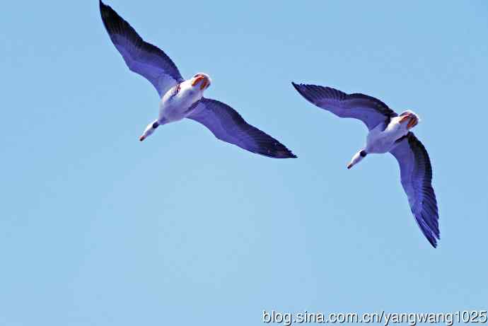 斑头雁（抓拍）15