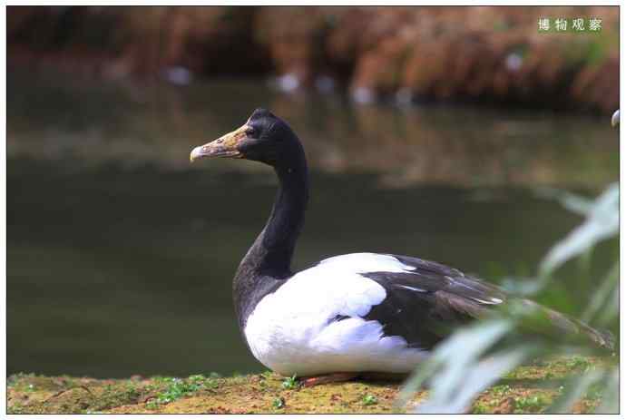 澳洲鸟类摄影——鹊雁