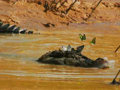龙:传说的兽原型探秘(短吻鳄类) 龙:传说的兽原型探秘(短吻鳄类)