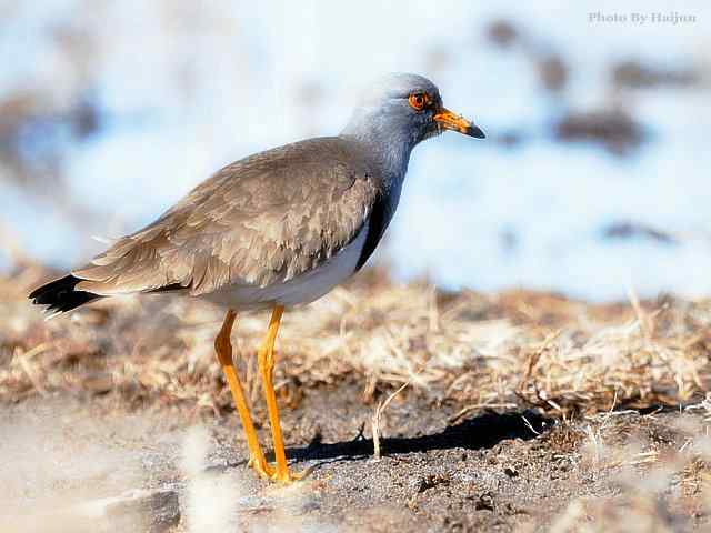 风乍起 wbr吹皱一湖碧水(观赏灰头麦鸡)