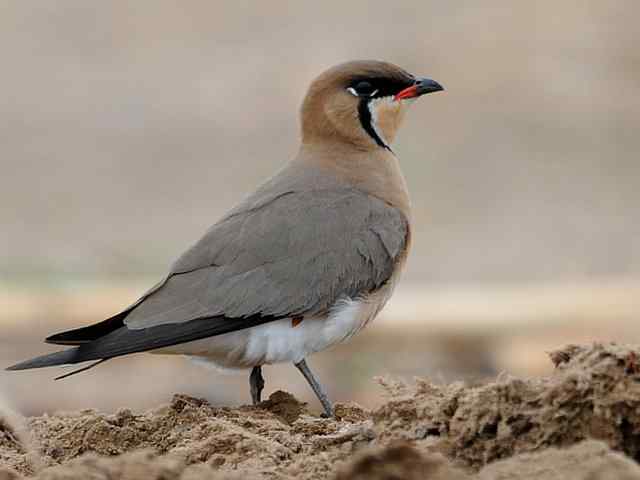 野鸭湖：阿穆尔隼与普通燕鸻