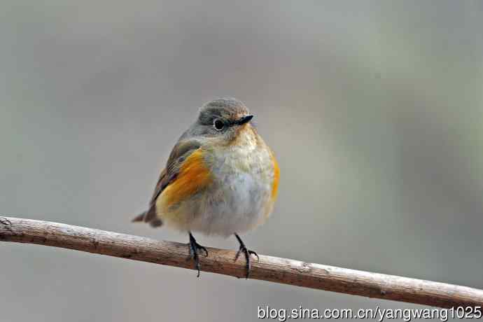 昨天好收获（雌性红胁蓝尾鸲）