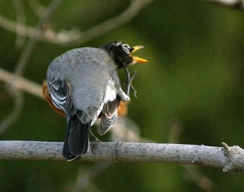 春眠不觉晓，处处闻啼鸟