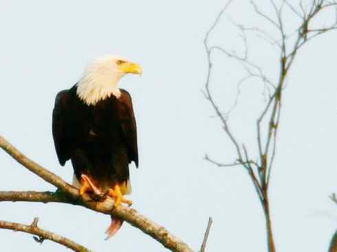 白头鸟系列：另类的美丽（白头海雕）
