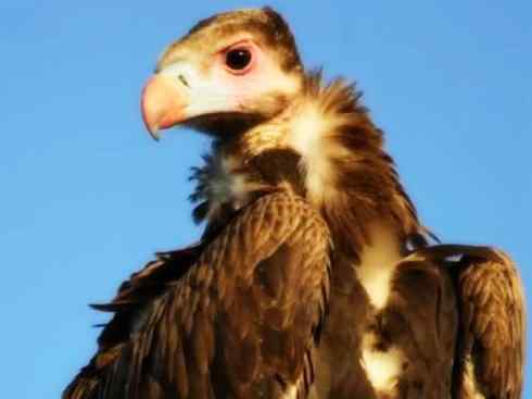 白头鸟系列：另类的美丽12