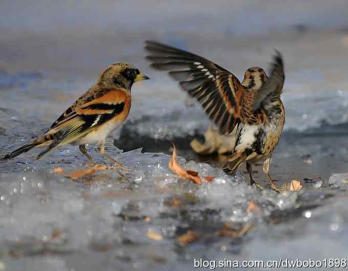 小鸟汲水图 wbrbobo打鸟歌