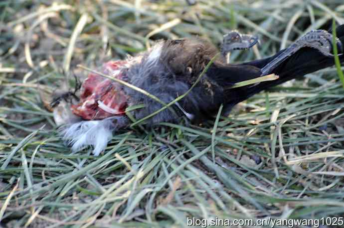 北京天坛公园的猫头鹰——长耳鸮