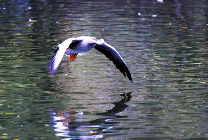 斑头雁(抓拍)5 斑头雁(抓拍)5