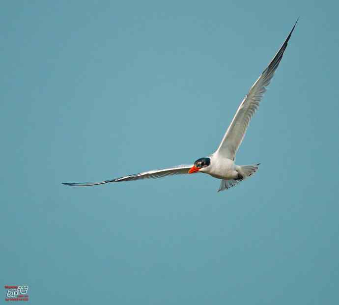 官厅水库&nbsp;wbr路&nbsp;wbr红嘴巨鸥