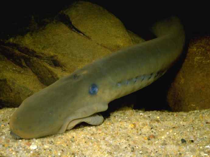 鱼类活化石：背眼七鳃鳗