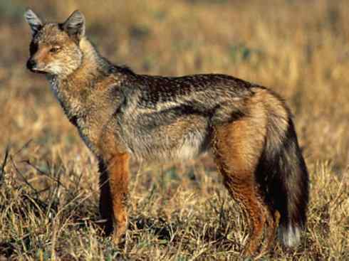 狈：传说的兽原型探秘（豺）