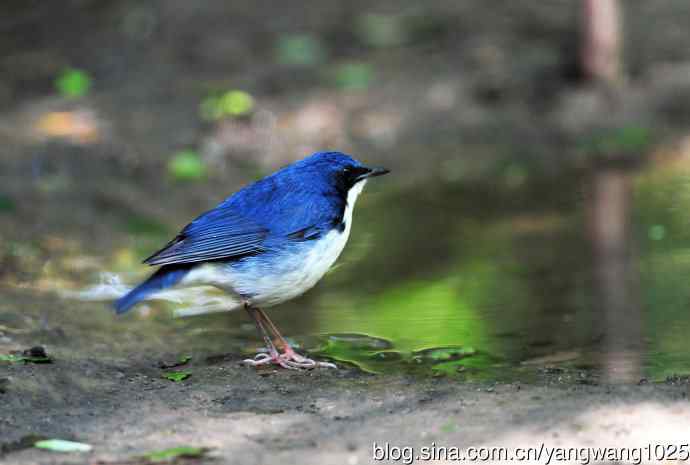 北京天坛公园的鸟类——雄性蓝歌鸲（2）