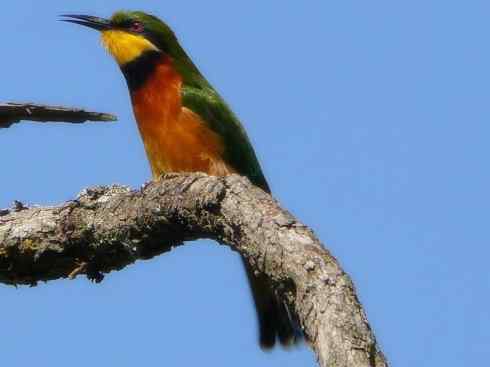 绝色攀禽:佛法僧目之蜂虎4 绝色攀禽:佛法僧目之蜂虎4